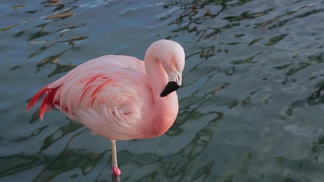 pink flamingo on one leg