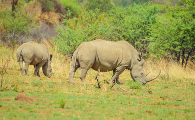 Obraz premium Endangered Rhino mother and young baby calf in a game reserve in South Africa