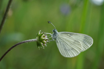 Schmetterlinge Deutschlands - Weißling