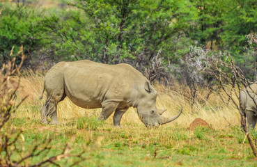 Fototapeta premium An isolated white Rhinoceros grazing in a nature reserve in South Africa