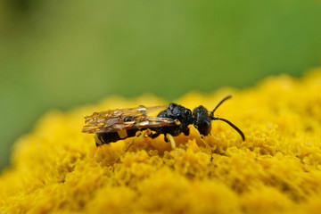 Insekt - Silbermundwespe
