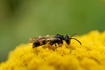 Insekt - Silbermundwespe
