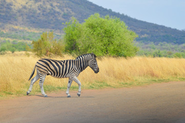Fototapeta na wymiar Cape Burchell's Zebra in savannah in South Africa