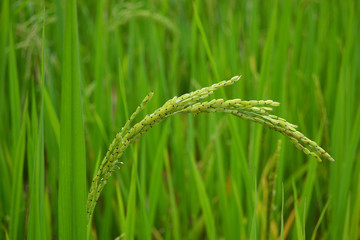 Fototapeta na wymiar Rice plant