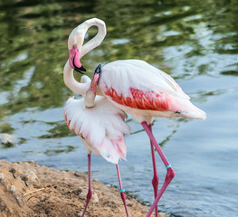 Caribbean pink flamingo at Ras al Khor Wildlife Sanctuary, a wetland reserve in Dubai, United Arab Emirates,