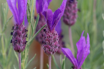 Close Up French Lavendar Flowers