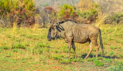 Blue wildebeest ( Connochaetes taurinus ) grazing in a South African game reserve