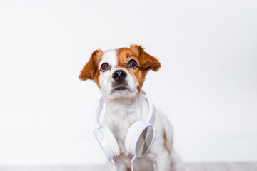 cute jack russell dog listening to music on headset at home