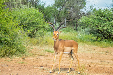 Impala antelope in South African game reserve