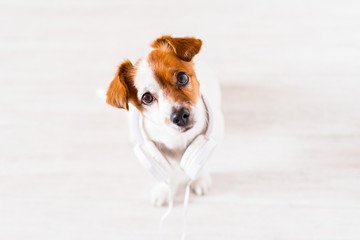 cute jack russell dog listening to music on headset at home