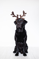 beautiful black labrador at home wearing reindeer horns. Christmas concept