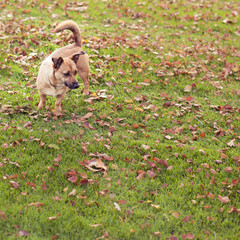 Cute homeless dog is walking in the autumn park