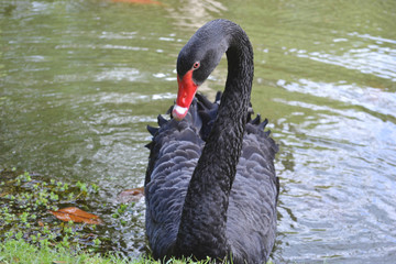 Cygnus atratus, black swan on a pond, lake