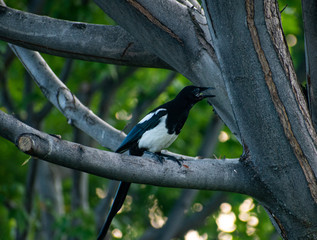 Magpie