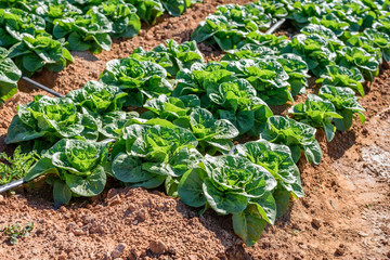 Lettuce field at sunset in italy