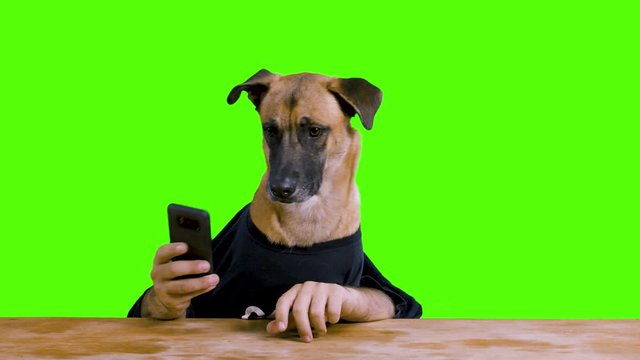 Dog with human hands sitting at a desk and playing with his phone wearing a black shirt on a green background