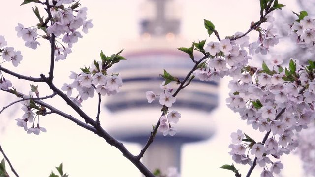 4K Real-time video Sequence of Toronto, Canada - A cherry tree and the CN Tower