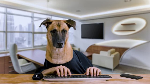 Dog with human hands sitting at a desk and typing on his computer wearing a black shirt in an office background