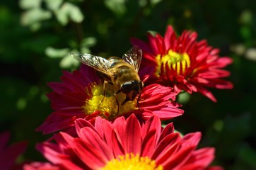 Male bee on a chrysanthemum flower