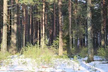 pine Park in autumn in Sunny weather