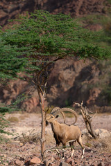 Nubian ibex goat in natural habitat spotted in Timna Park while eating from a tree