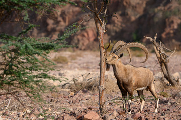 Nubian ibex goat in natural habitat spotted in Timna Park while eating from a tree