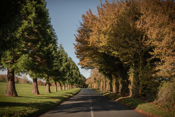 Fototapeta premium Golden days