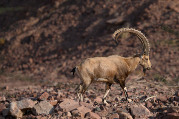 Nubian ibex capra beautiful goat mammal spotted outdoor in the arid wildlife area of Timna in Israel.
