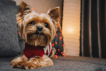 Yorkshire Terrier dog in a New Year's sweater with a garland