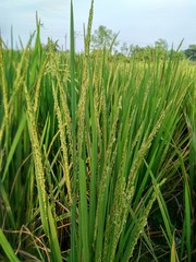 Paddy Field