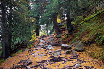 Hike trail among pine trees near to Strbske Pleso lake in High Tatras National Park, Slovakia © andras_csontos