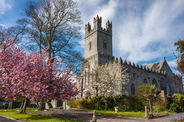 Fototapeta na wymiar Cherry blossom in spring in Limerick, Ireland