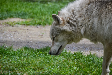 A wolf with beautiful long fur walking past on the grass at the Northern Lights Wildlife Wolf centre which promotes conservation throughout the natural environment.