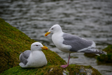 Two grey and white seagulls resting on green mossy rocks on the harbour shore with rippling water in the background on a cloudy day.