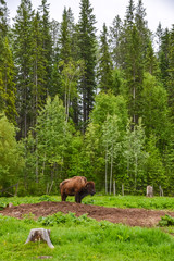 Brown buffalo standing in the middle of a muddy field with a forest in the background on a cloudy day.