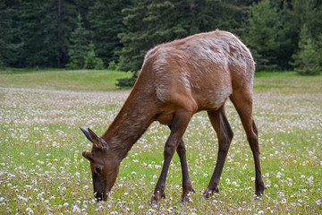 A young brown and grey elk eating grass in a field of white dandelions with a dense forest of pine trees in the background.