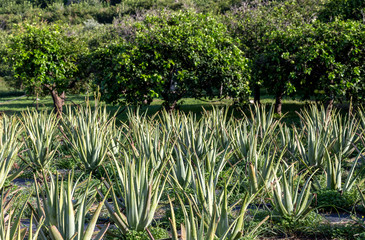 Aloe Vera grows on the beds