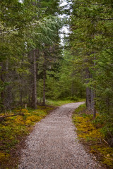Fototapeta premium A gravel path lined with damp yellow and green moss leads endlessly into the forest of tall pine trees on a cloudy day.