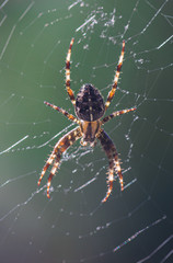 Spider on a web