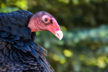 A vulture with thick black feathers and a hairless red face, long beak and dark eyes sits awaiting its prey with a dense, deep green forest in the background.