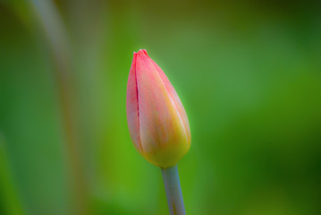 Tulipan w poświacie na zielonym tle