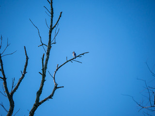 Blue Jay on a branch