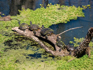 Turtles sunning on a log