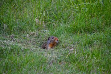A small grey and brown ground squirrel popping its head out of a hole in a field of long grass.