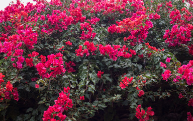 Group of red flowers in a honeysuckle