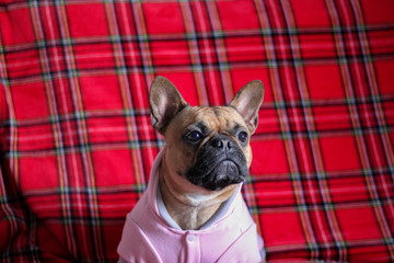 French Bulldog with pink dress.  Abstract background
