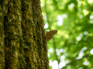 Butterfly on a tree