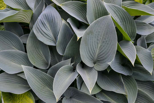 The bold, tropical like leaves of the Canna Lily are a low maintenance perennial plant with beautiful shades of grey to green and are often variegated or comprising of tints of purple.