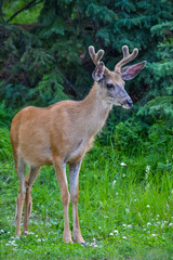 A young elk with light brown fur and antlers stands alert with ears pricked up on the grass in a pine forest amongst small white and purple wild flowers.