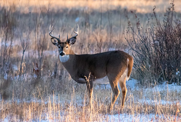 Whitetail Rut